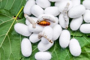 تربية دودة القز: دليل شامل لإنتاج الحرير في 2025