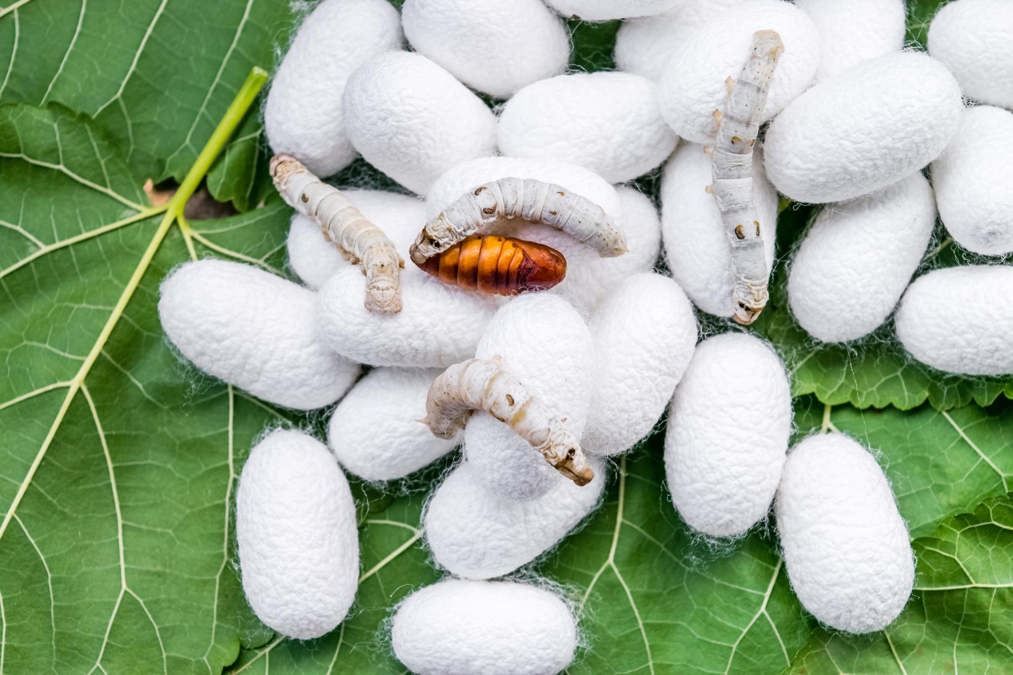 تربية دودة القز: دليل شامل للنجاح في عالم الحرير