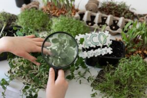 Growing Medicinal Herbs at Home: A Comprehensive Guide