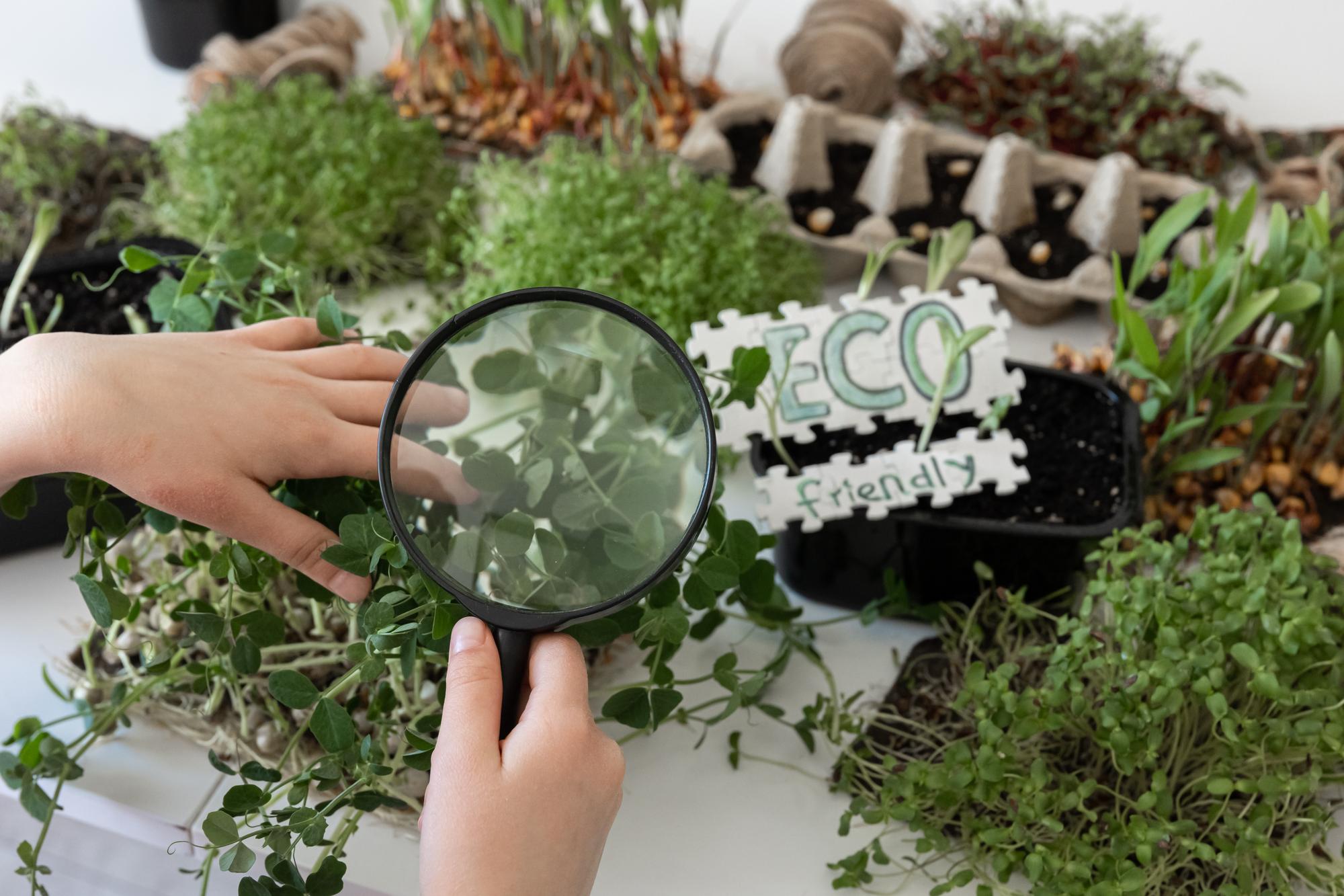 Growing Medicinal Herbs at Home: A Comprehensive Guide